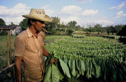 Plantación de tabaco en Pinar del Río (Cuba).